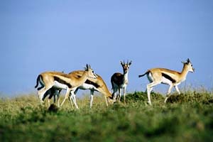 Gazelle's